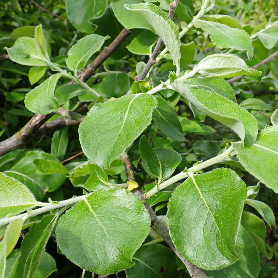 Image of Salix abscondita specimen.