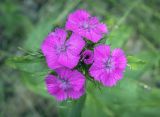 Dianthus barbatus. Соцветие. Пермский край, г. Пермь, Кировский р-н, кладбище \"Закамское\", газон. 25.06.2023.