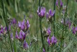 Astragalus onobrychis