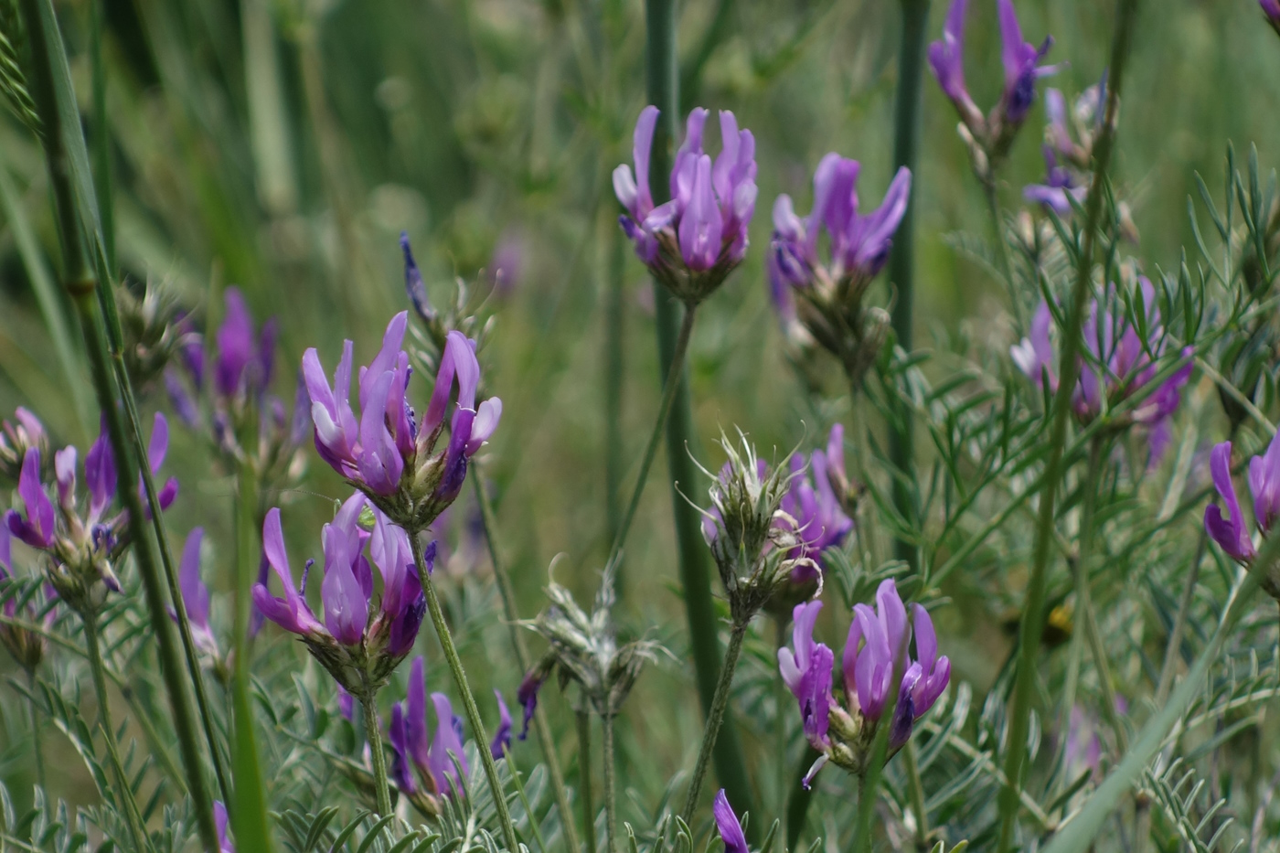 Изображение особи Astragalus onobrychis.