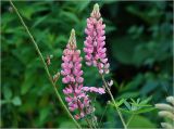Lupinus polyphyllus. Соцветия (садовая форма). Московская обл., Раменский р-н, окр. дер. Хрипань, садовый участок. 11.07.2023.
