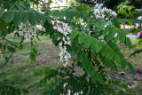 Robinia pseudoacacia