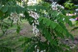 Robinia pseudoacacia