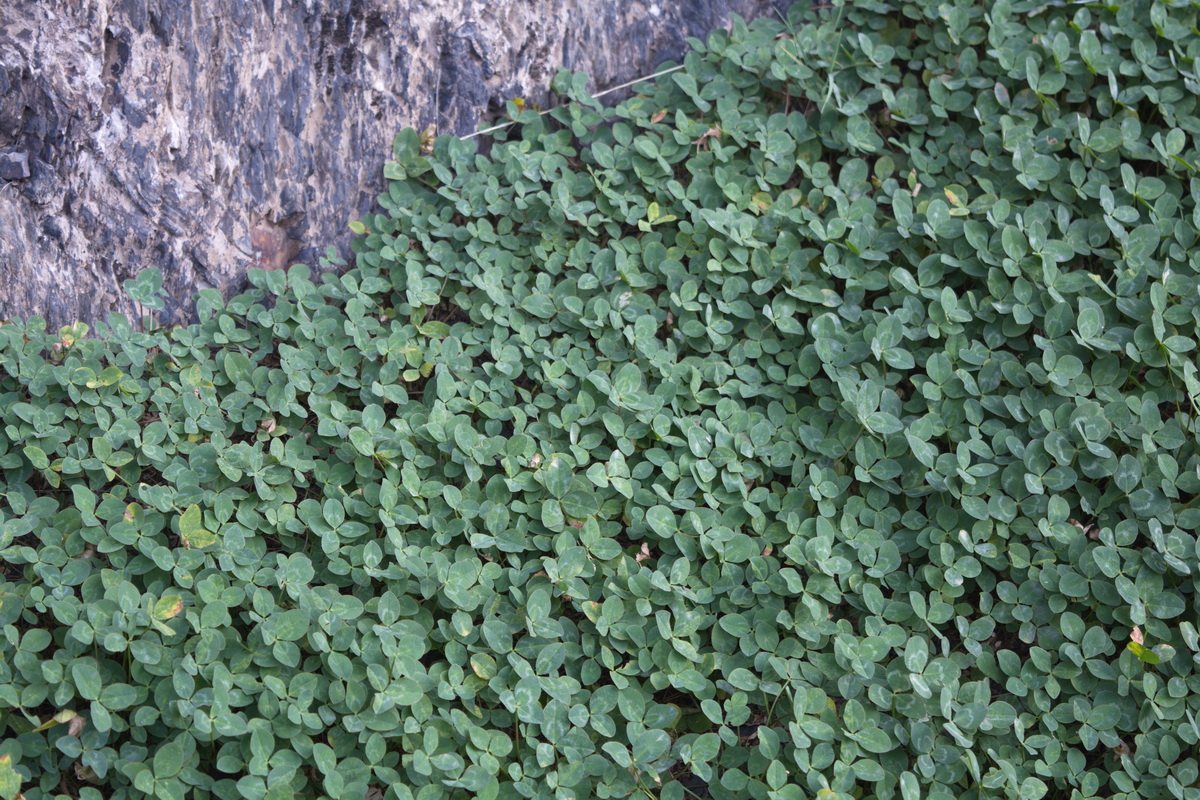 Изображение особи род Trifolium.