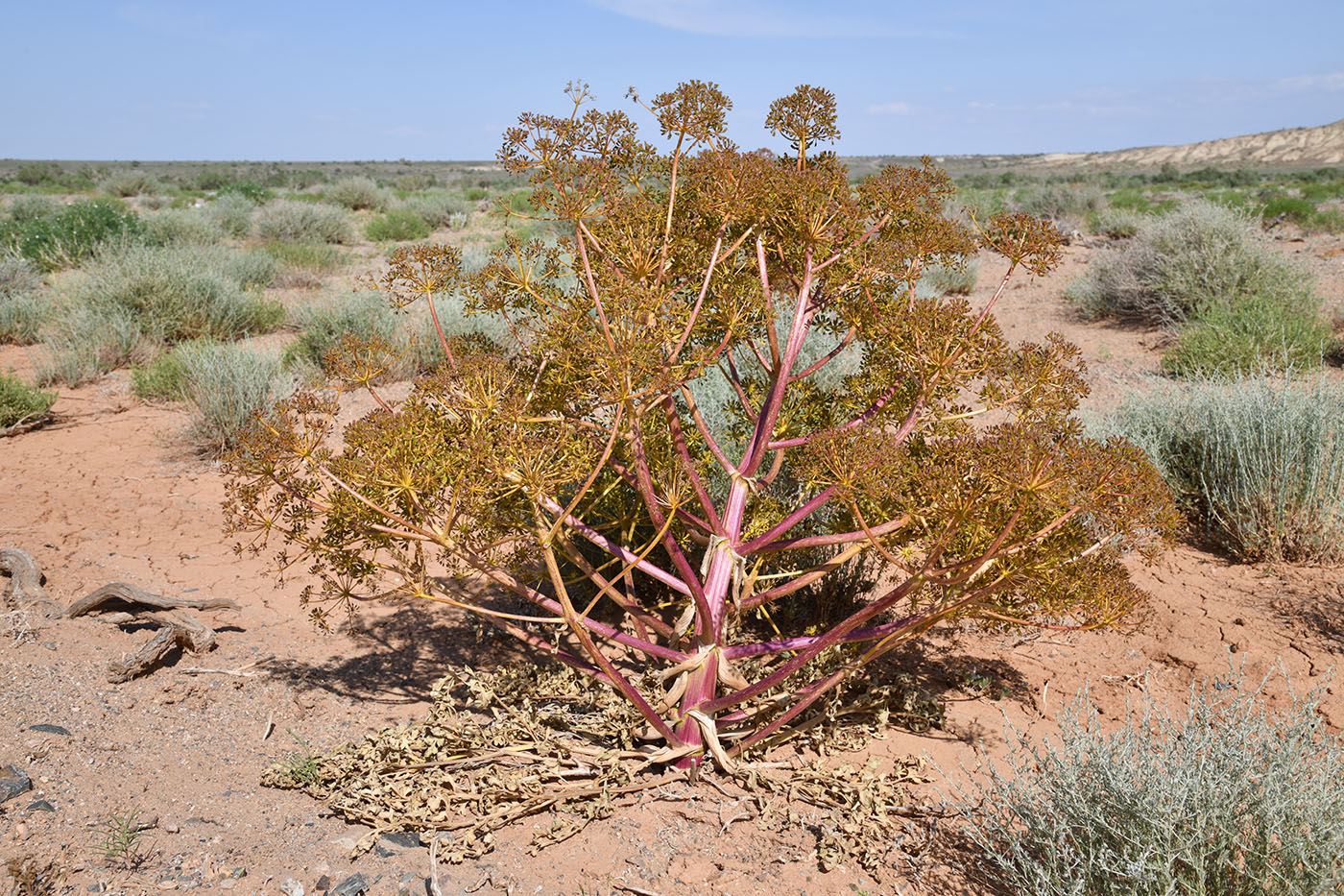 Image of Ferula iliensis specimen.