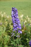 Delphinium bracteosum. Соцветие. Чечня, Итум-Калинский р-н, окр. ур. Цамадой, выс. 2100 м н.у.м., луг на берегу озерца. 6 августа 2023 г.