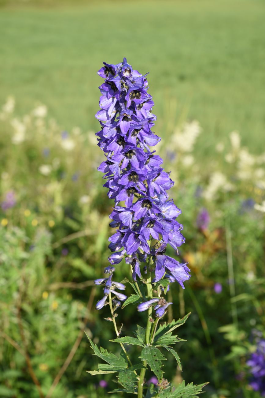 Image of Delphinium bracteosum specimen.