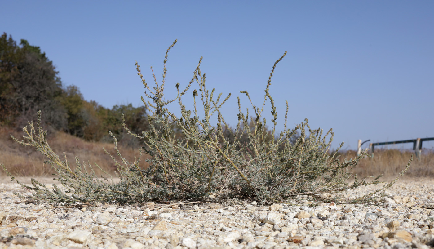 Image of Bassia prostrata specimen.