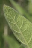 Verbascum thapsus