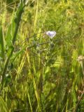 Linum hirsutum