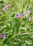 Trifolium lupinaster. Побеги с соцветиями. Республика Саха (Якутия), Хангаласский улус, правый берег р. Сиинэ (Синяя), влажная лужайка в устье ручья. 26.07.2023.