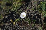 Convolvulus arvensis