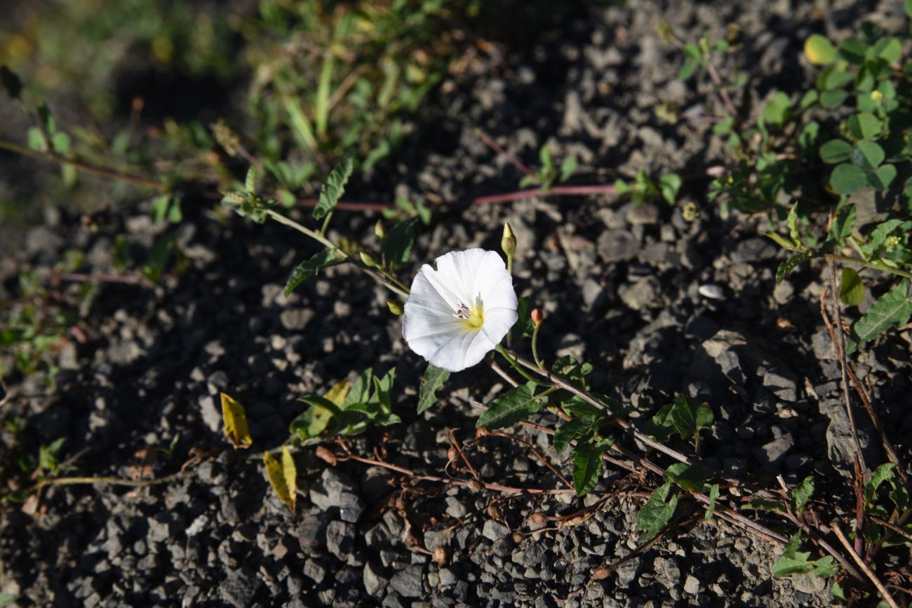 Image of Convolvulus arvensis specimen.