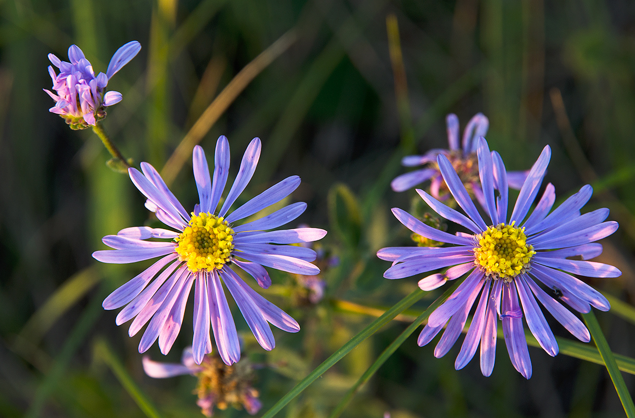 Image of Aster amellus specimen.