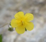 Helianthemum salicifolium. Цветок с клещами-краснотелками. Чечня, Шаройский р-н, бассейн р. Цесиахк, нижняя часть долины левого притока, небольшой луг. 11 августа 2023 г.