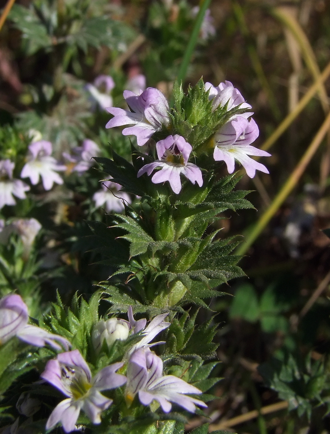 Image of Euphrasia brevipila specimen.