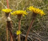 Taraxacum serotinum. Верхушки бутонизирующего, плодоносящего и цветущих побегов. Оренбургская обл., Беляевский р-н, Донской сельсовет, Долгие Горы, степной склон. 5 сентября 2023 г.