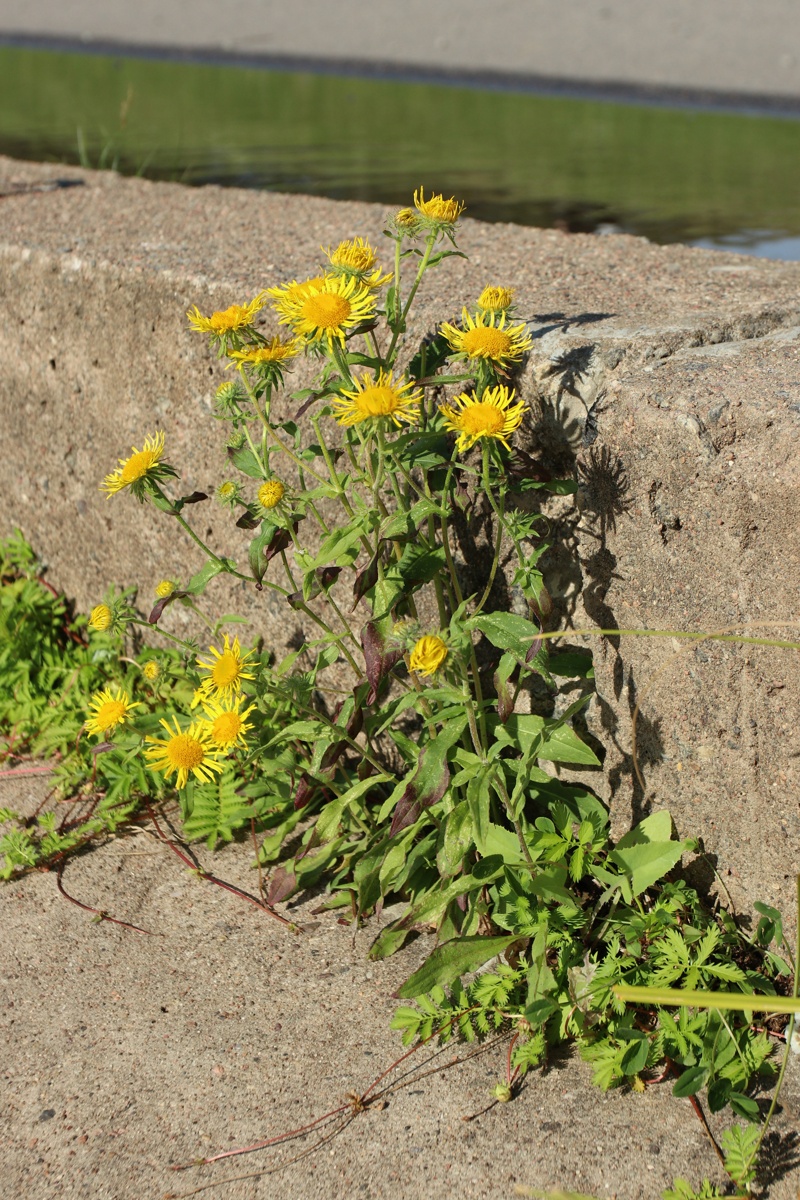 Изображение особи Inula britannica.