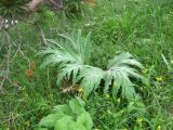 Heracleum leskovii