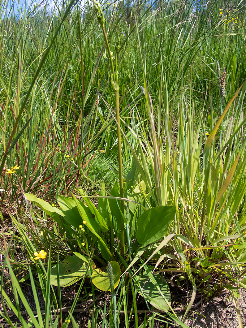 Image of Alisma plantago-aquatica specimen.