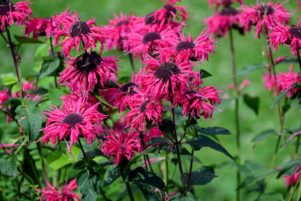 Image of Monarda fistulosa specimen.