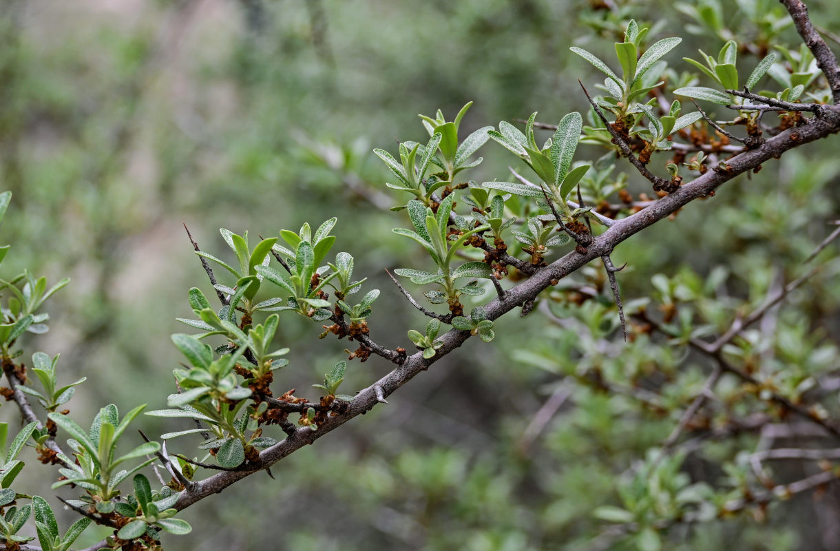 Image of Hippophae rhamnoides specimen.