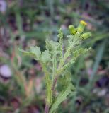 Senecio vulgaris. Верхушка цветущего растения. Абхазия, Гагрский р-н, с. Лдзаа, пустырь. 11.04.2024.