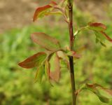 Vaccinium parvifolium. Часть веточки с молодыми побегами. Московская обл., г. Видное, садовый участок, кислый цветник. 28.04.2023.