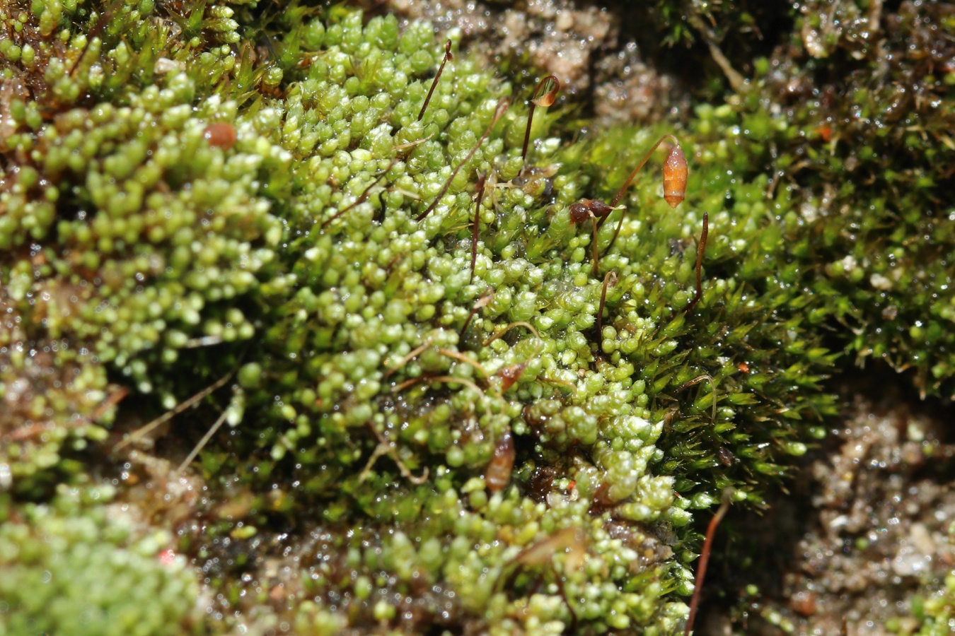 Image of Bryum argenteum specimen.