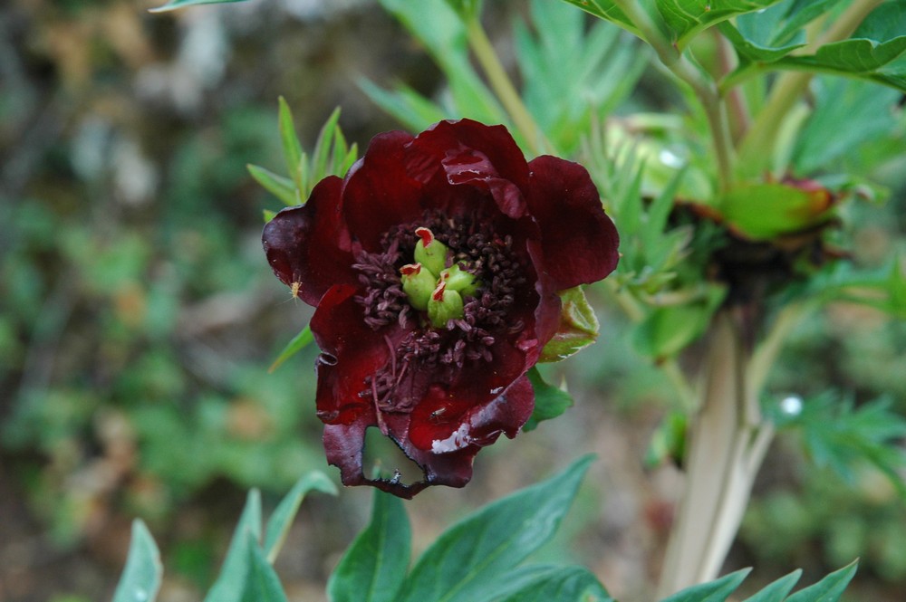 Image of Paeonia delavayi specimen.