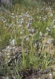 Plantago albicans