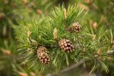 Pinus sylvestris ssp. hamata