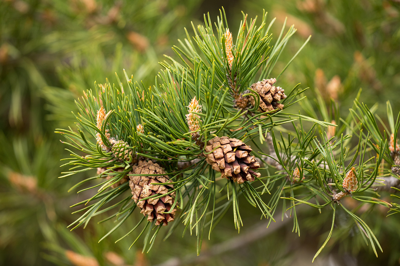 Изображение особи Pinus sylvestris ssp. hamata.