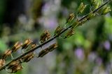 Aconitum septentrionale