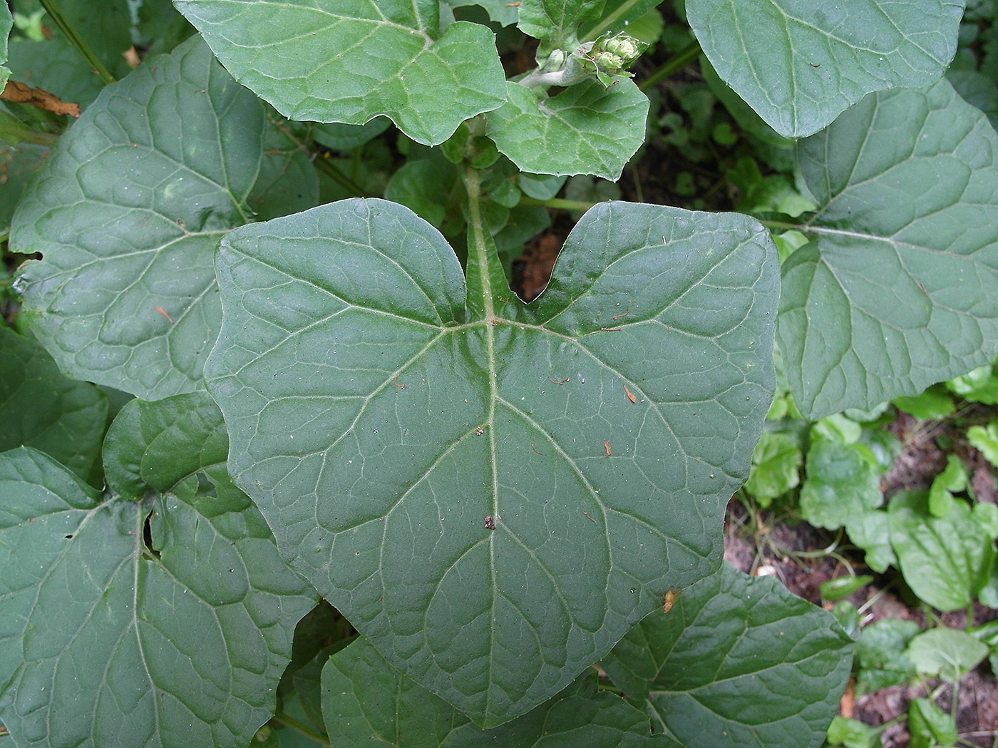 Image of Adenocaulon adhaerescens specimen.