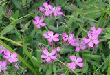 Lychnis ajanensis. Верхушка цветущего растения. Магаданская обл., Примагаданье, мыс Островной, береговые морские обрывы. 25 июля 2010 г.