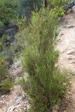 Erica manipuliflora