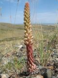 Orostachys spinosa