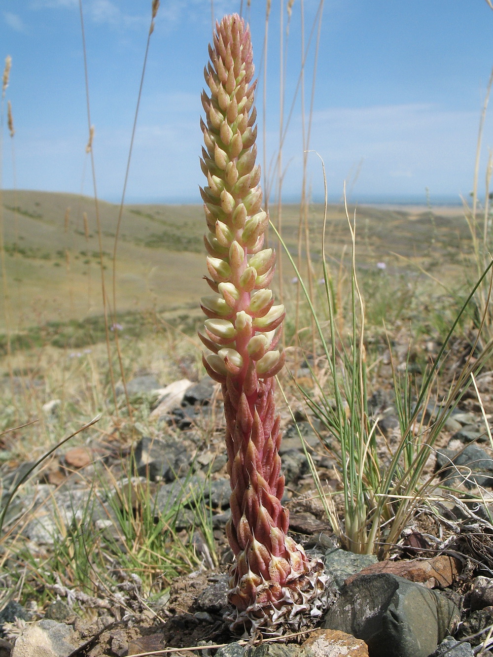 Image of Orostachys spinosa specimen.