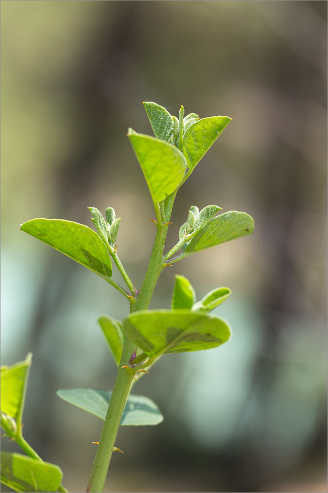Изображение особи Capparis herbacea.