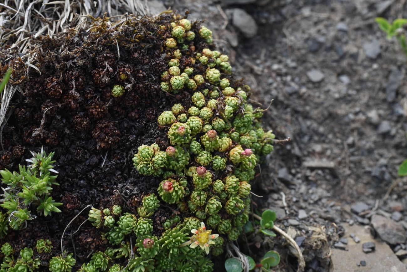 Изображение особи Saxifraga adenophora.