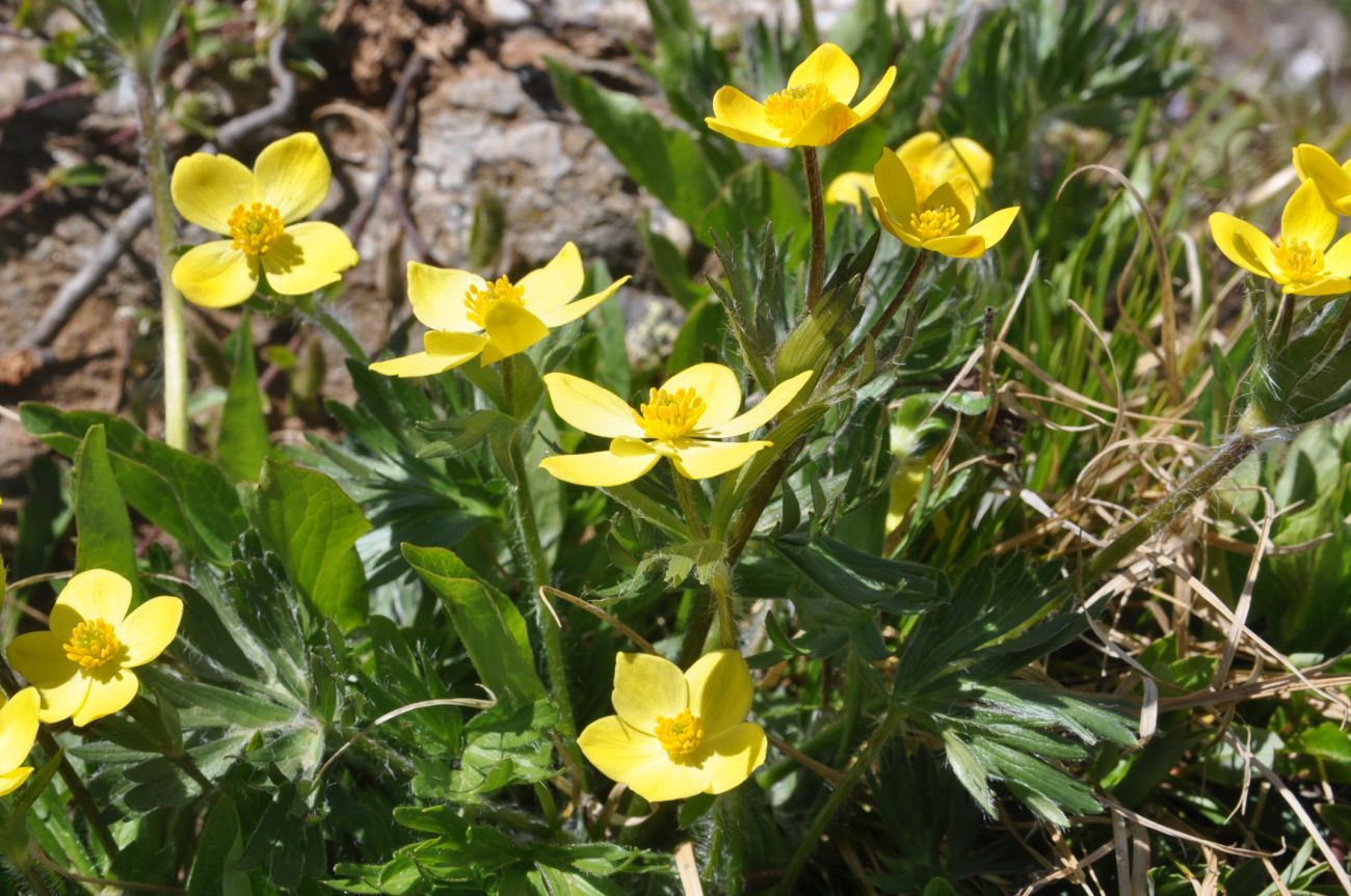 Изображение особи Anemonastrum speciosum.