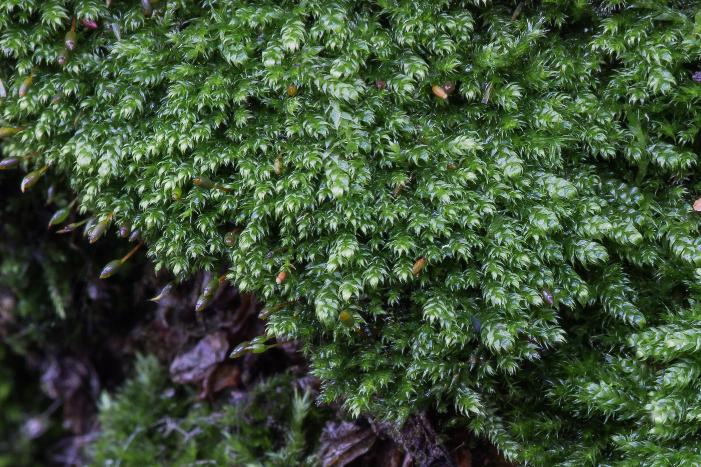 Изображение особи Pterigynandrum filiforme.