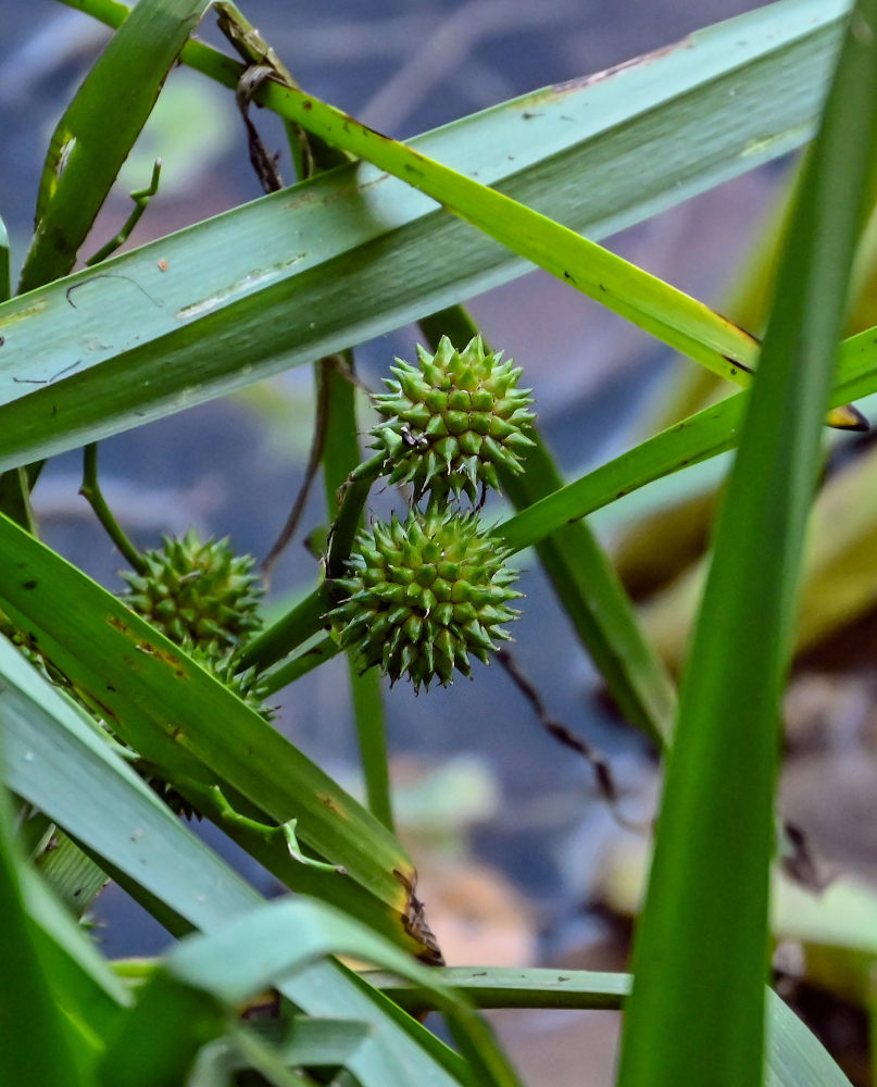 Image of Sparganium emersum specimen.