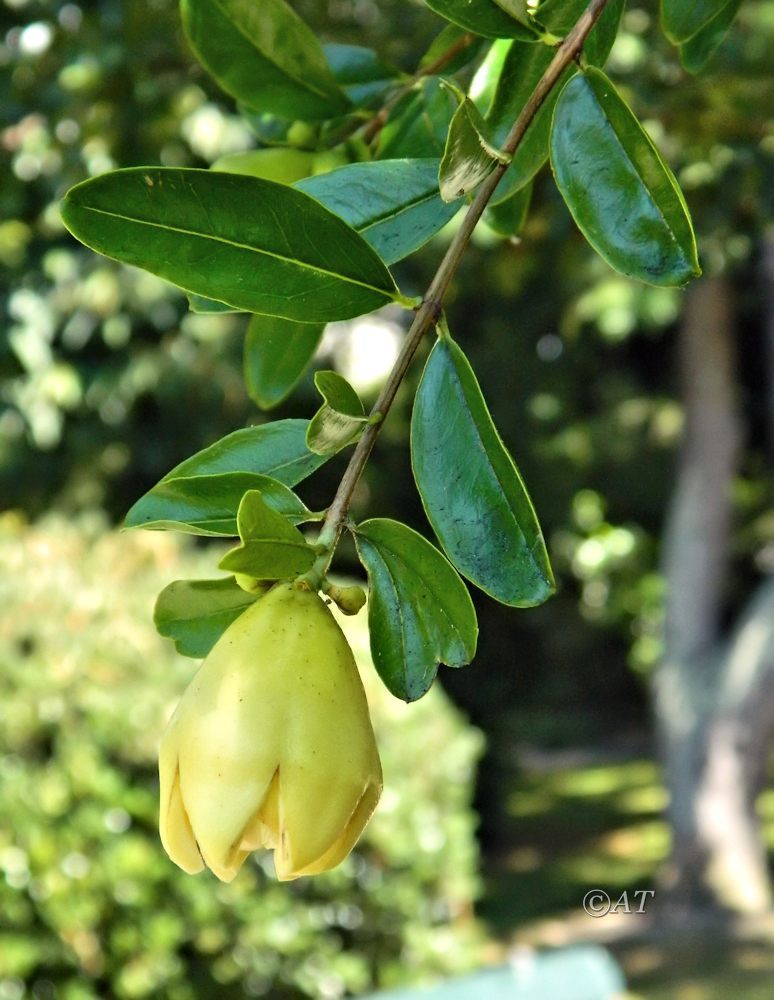 Image of Punica granatum specimen.