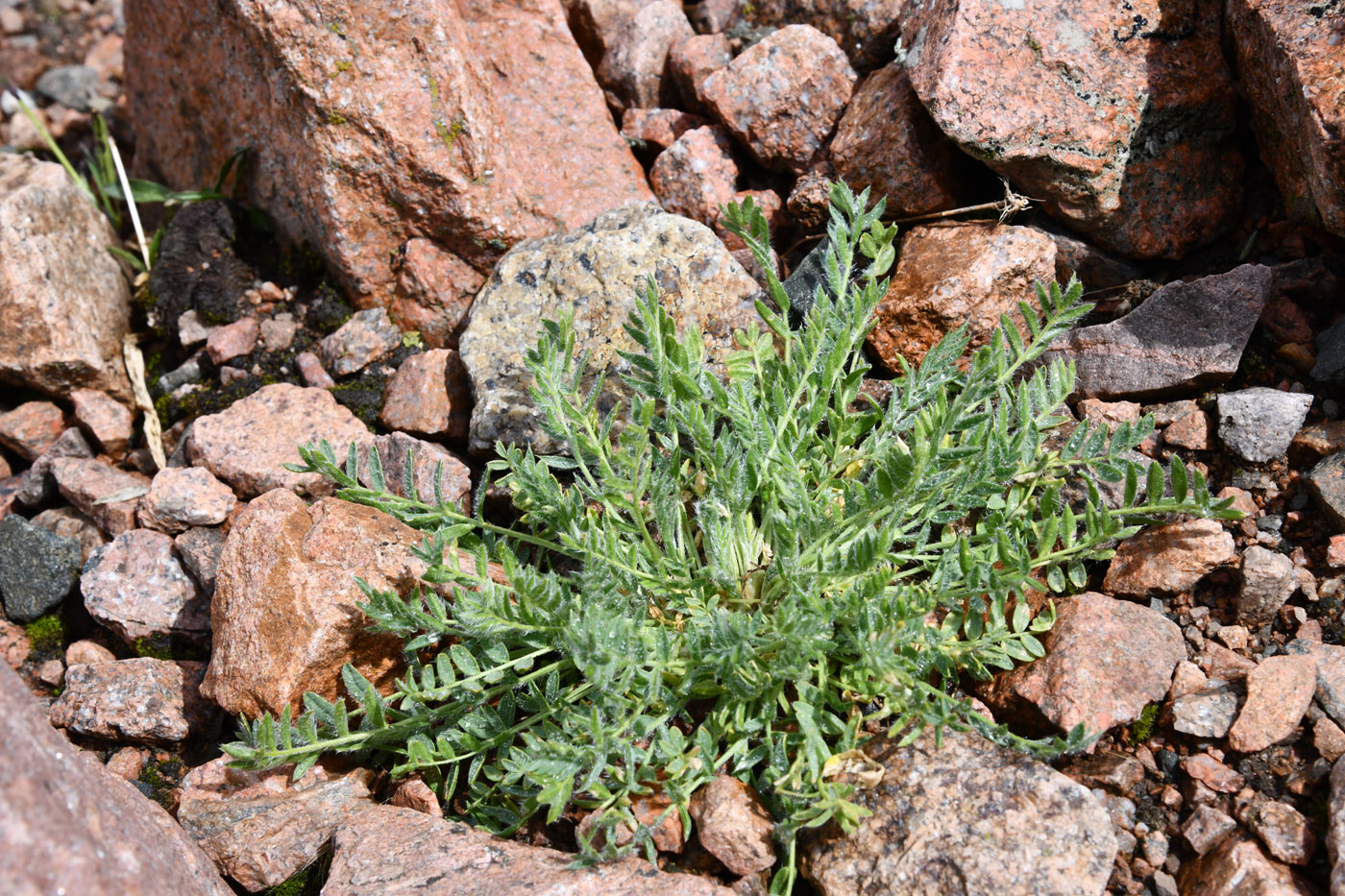 Image of Astragalus lithophilus specimen.