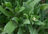 Nonea lutea