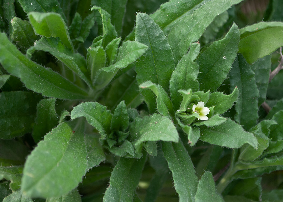 Изображение особи Nonea lutea.