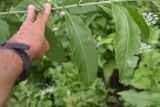 Salix cinerea