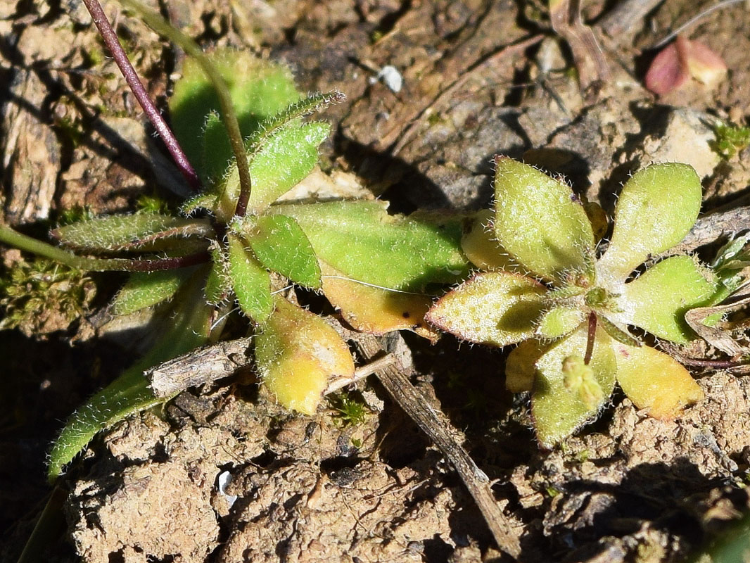 Image of Erophila verna specimen.